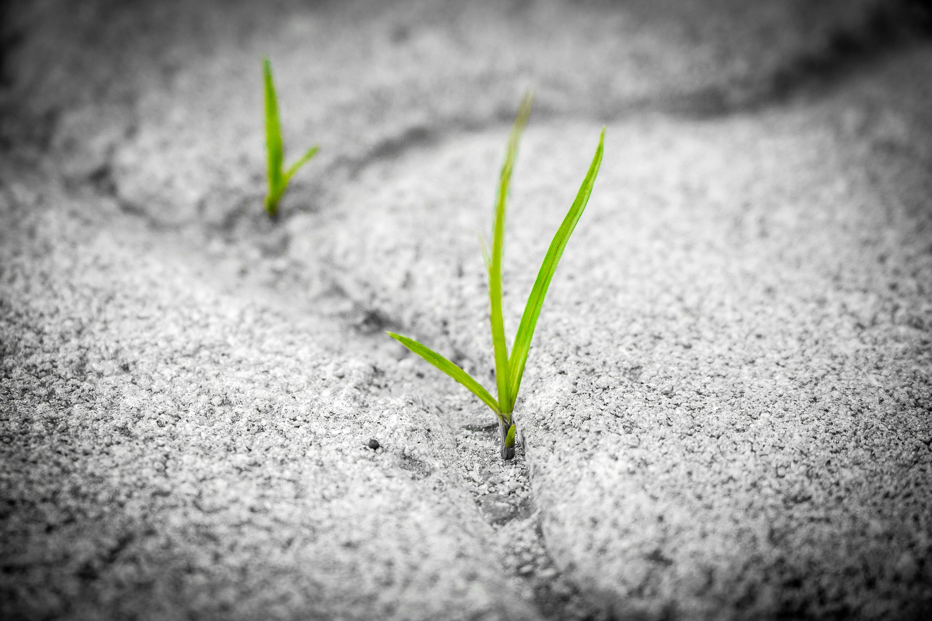grass-1913167_1920